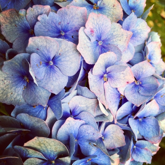 Meet your Posher, Karla - Picture 1 of 1